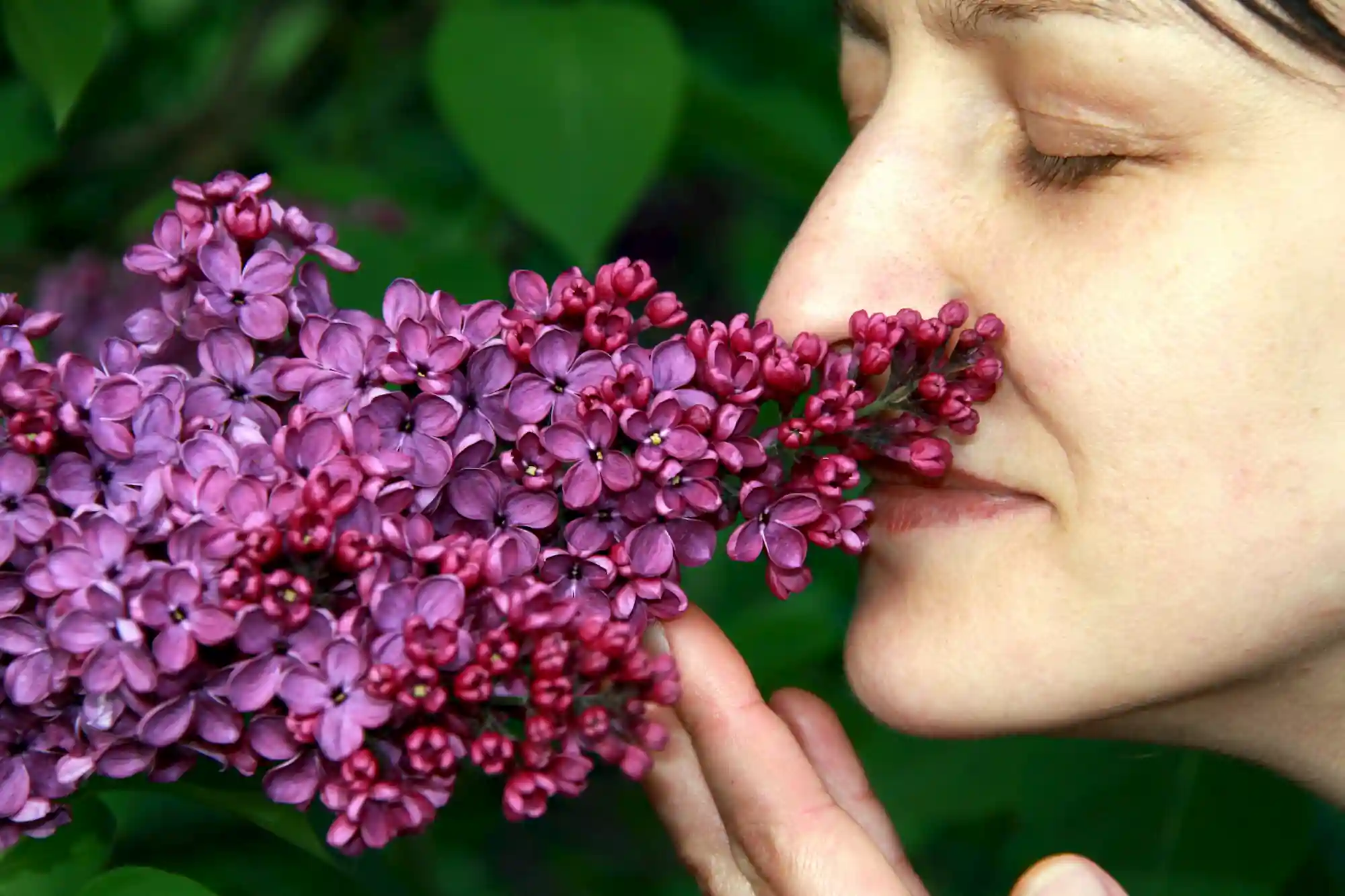 Woman smelling lilac